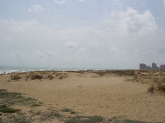 Foto: dunas en la playa de Elche